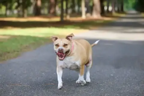 Gracie Jacks photo 3