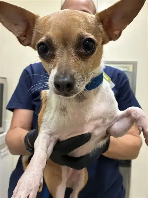 *Kiki