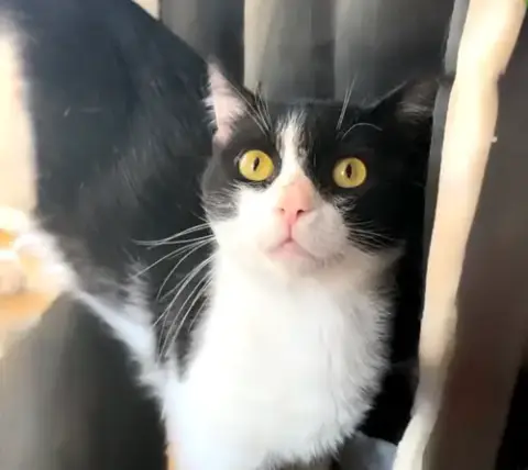 Captain Meow Sparrow