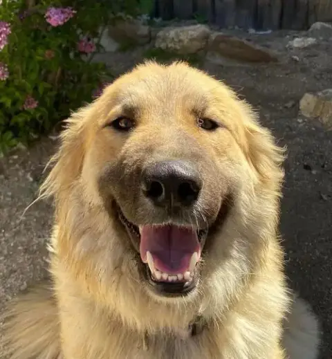 Abby