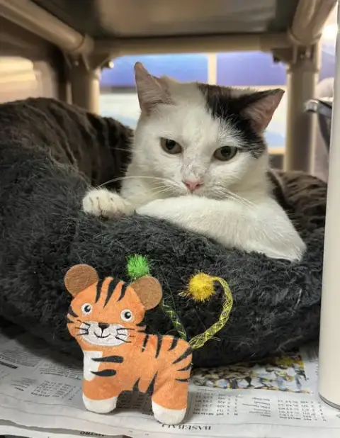 Ailouros photo 4