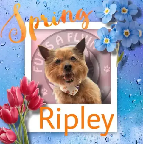 Ripley photo 3