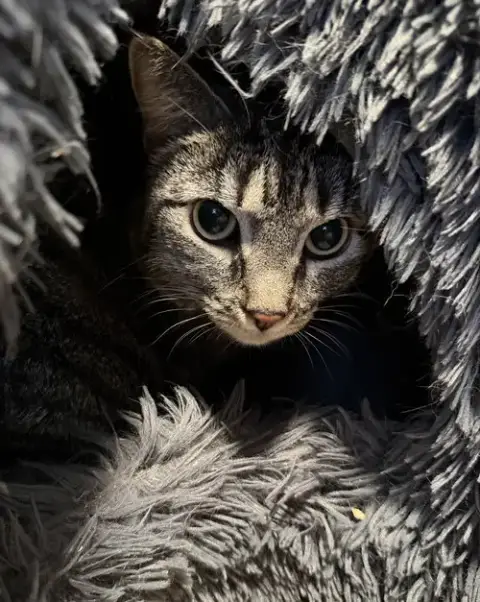 Lily- Declaw photo 2