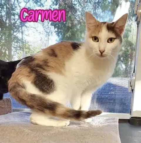 Carmen photo 4