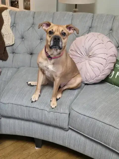 Sheba photo 2