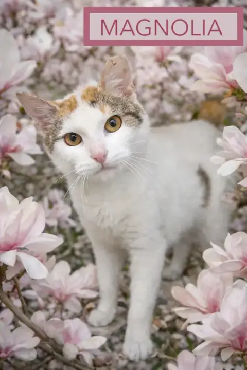 Magnolia photo 5