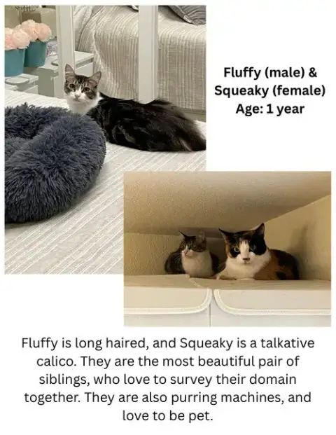 Fluffy And Squeaky Minxie