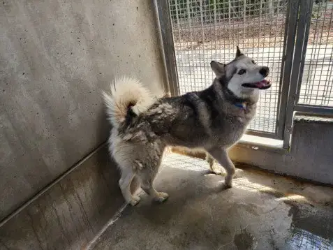 Maya