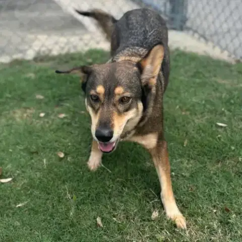Xena
