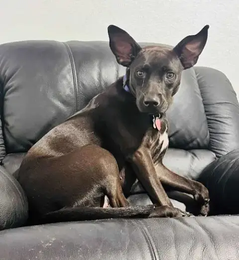 Brandy photo 3