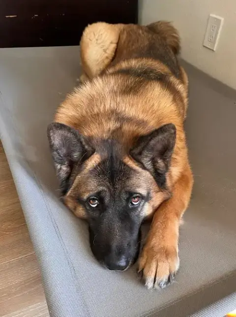 Luna photo 2