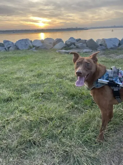 Mateo