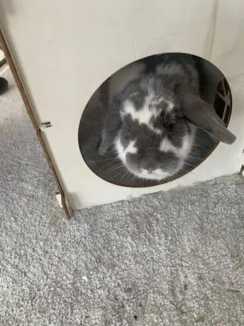 Ricotta