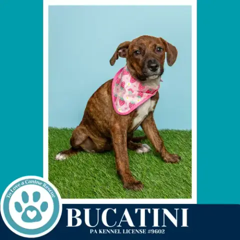 Bucatini photo 2