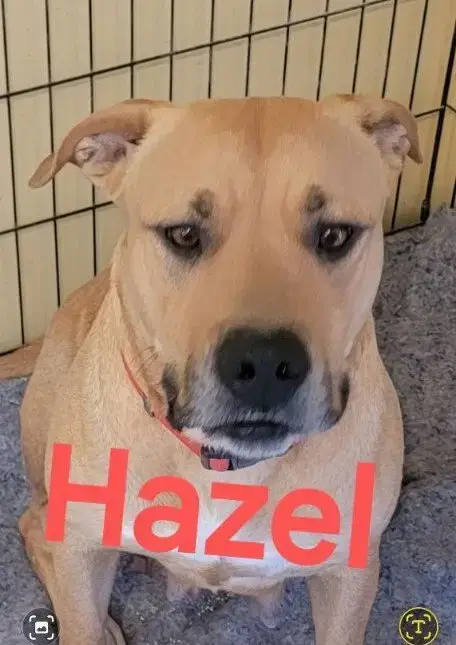 Hazel Jm