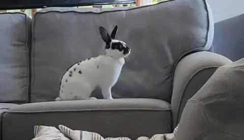 Lola 2 Rabbit photo 3