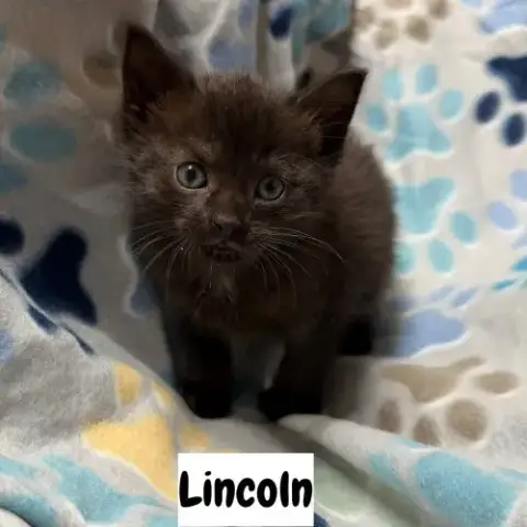 Capital Cats