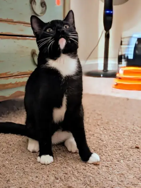Tuxie photo 3