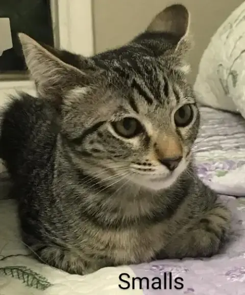 Smalls