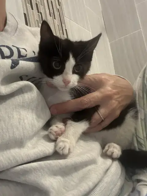 Harry Kitten photo 5