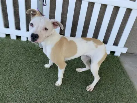 Drako