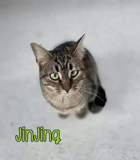 Jinjing photo 2