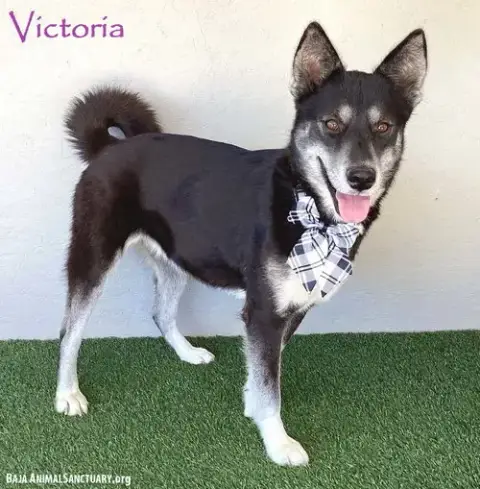 Victoria