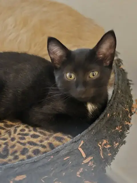 Binky/Binkie Willow Grove Area