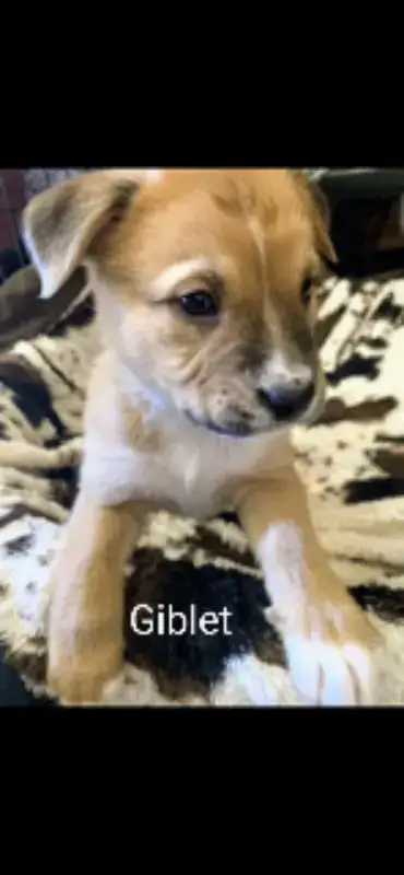 Giblet