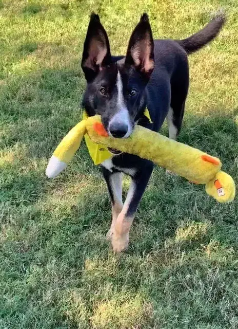 Champ photo 4