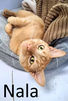 Nala photo 2