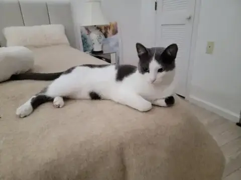 Ollie