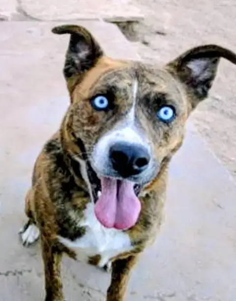 Gracie