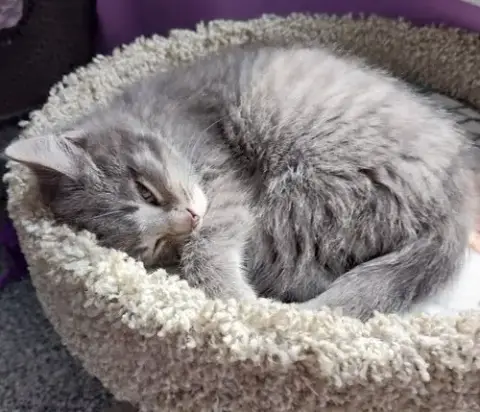 Lovebug * In Foster * photo 4