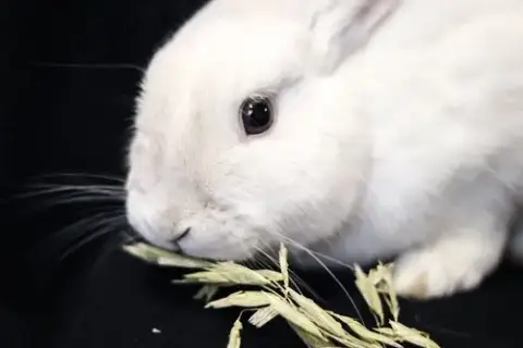 Olaf photo 4