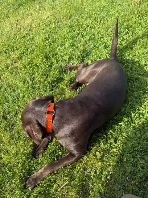 Millie photo 4