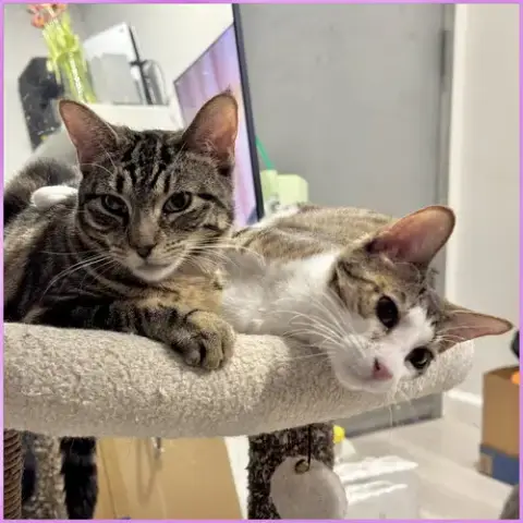 Tiana And Belle