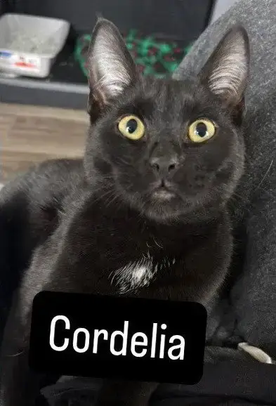 Cordelia