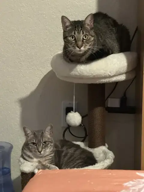 Courtesy Post: Shelby & Marty photo 3