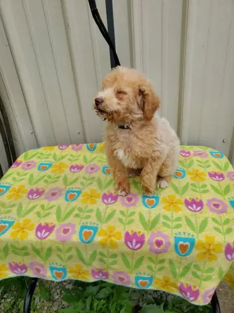 Buddy photo 4
