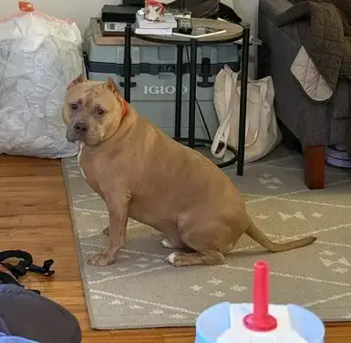 Meatball photo 2