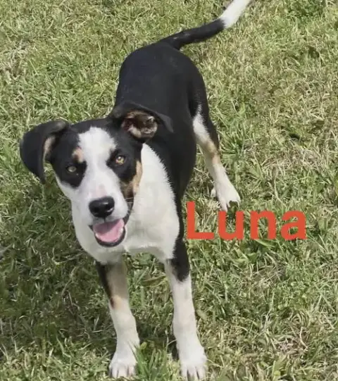 Luna