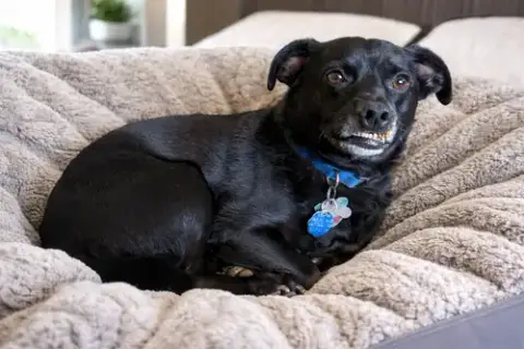 Buddy photo 4