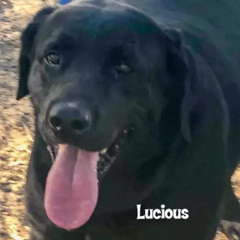 Lucious