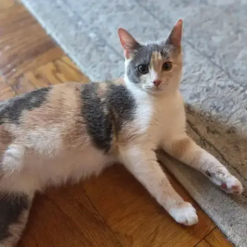 Lily