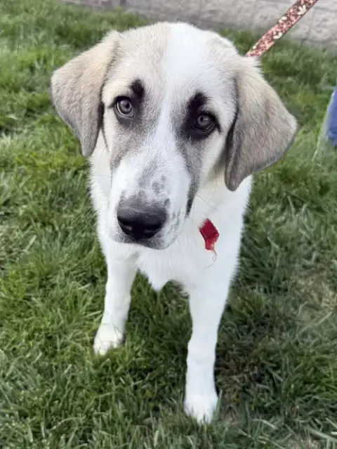 Gemma