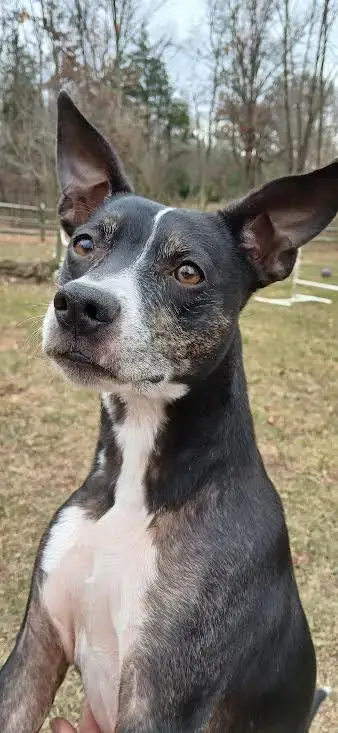 Trixie photo 2