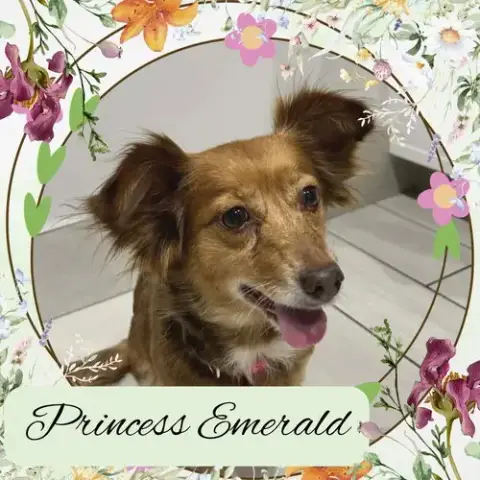 Princess Emerald