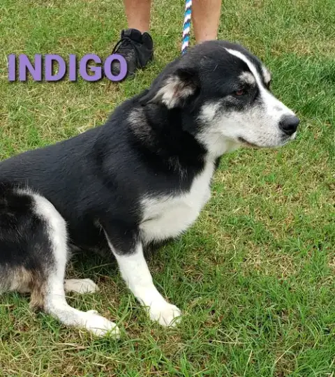 Indigo photo 3