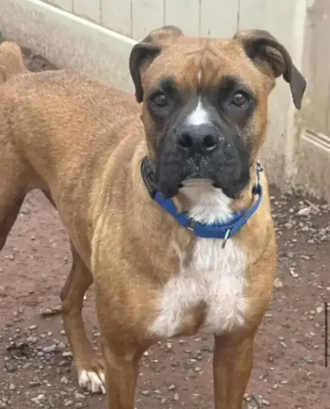 Tula